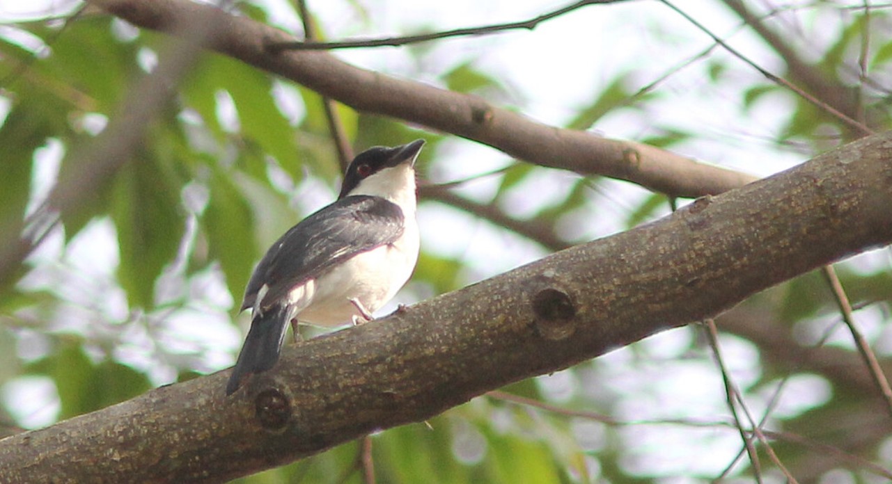 Budongo Forest Reserve