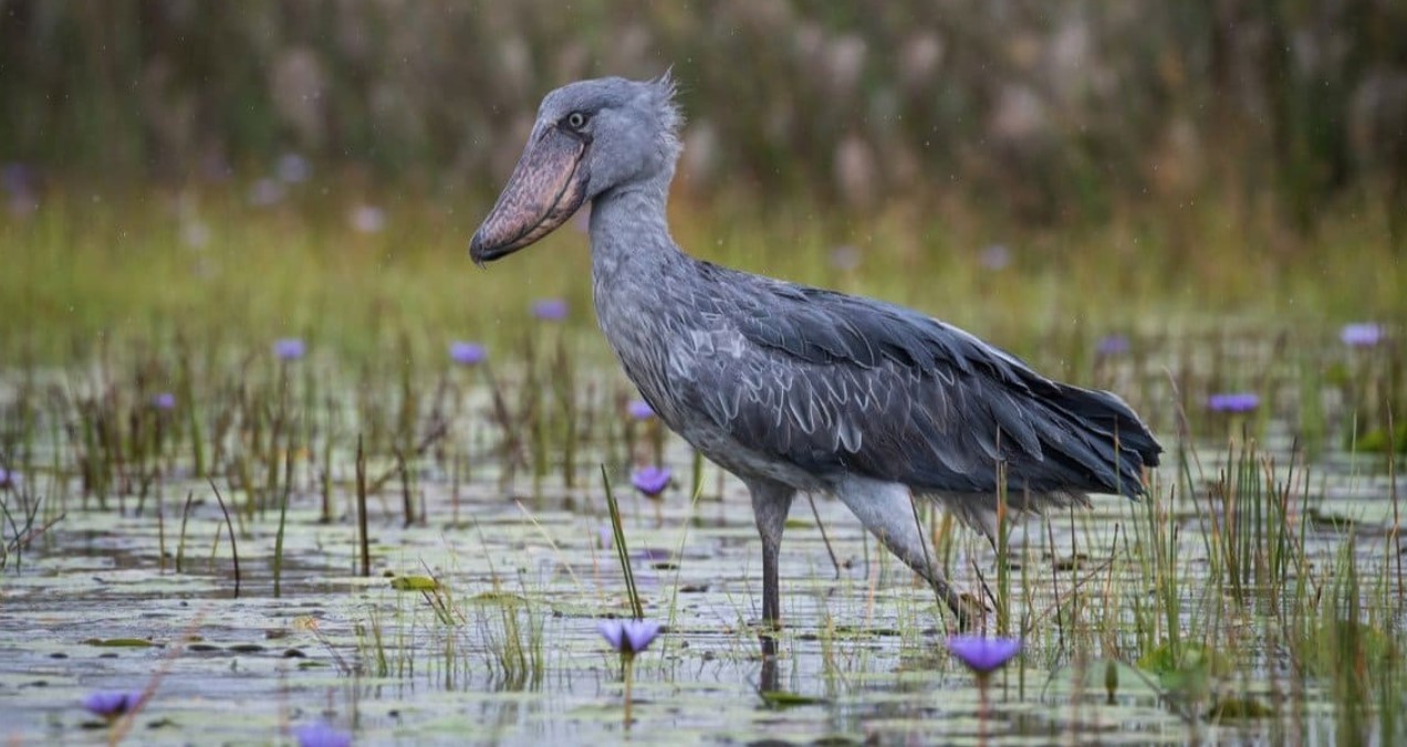 1 Day Bird watching Mabamba Wetland