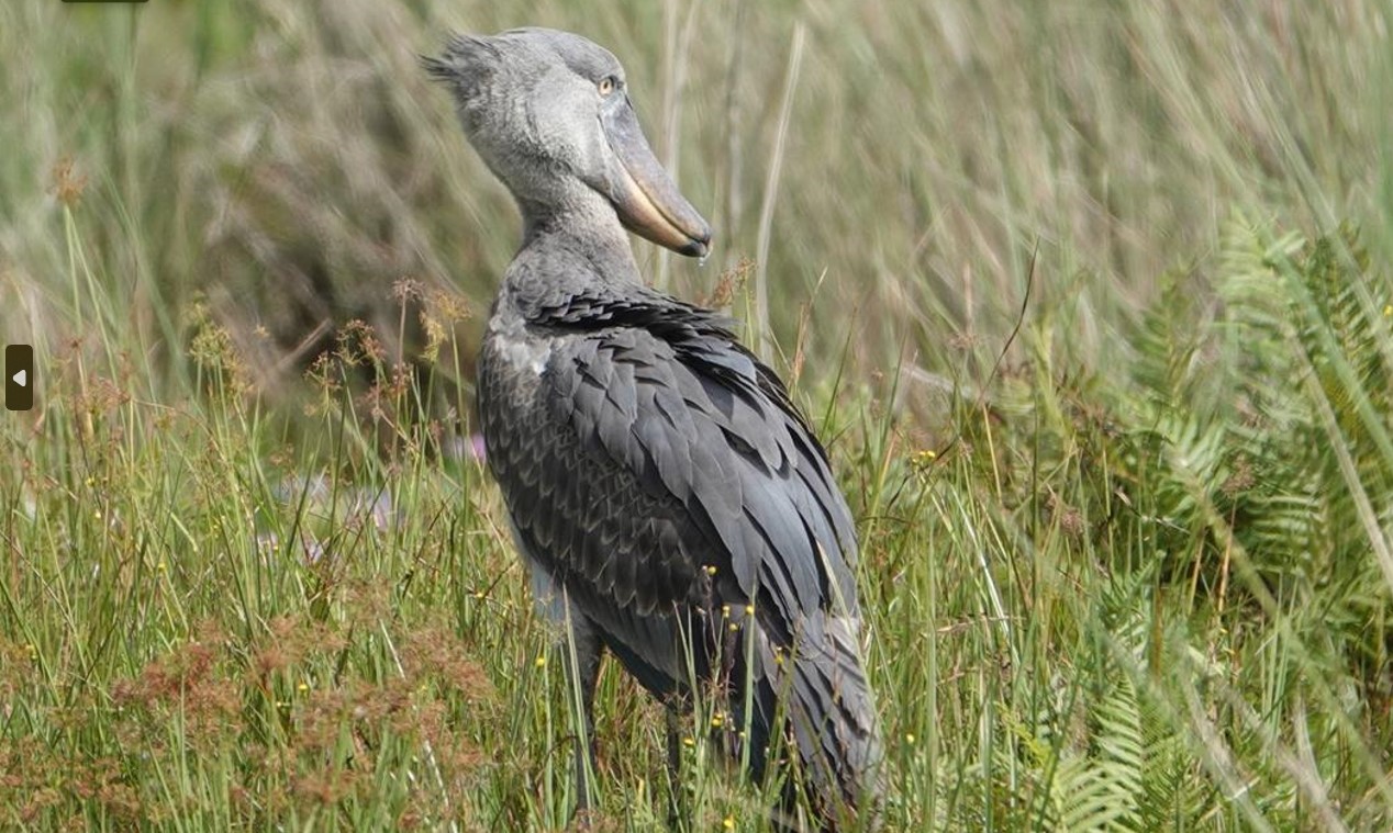 2 Days bird watching trip in Mabamba