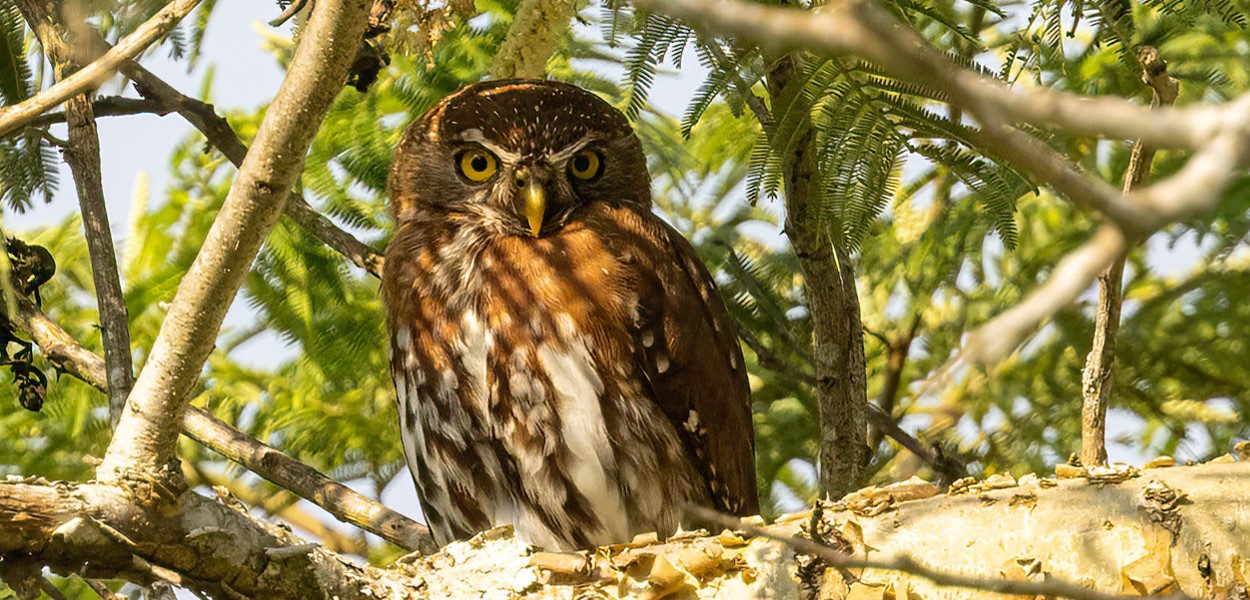 What is the best time to go birding in Uganda? You can take a bird-watching trip to Uganda at any time of year, depending on your interests.