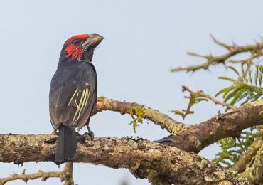 Quick Identification Tips and Field Marks for Ugandan Birds: Uganda is a birder’s dream country. Think lush wetlands, towering forests, and