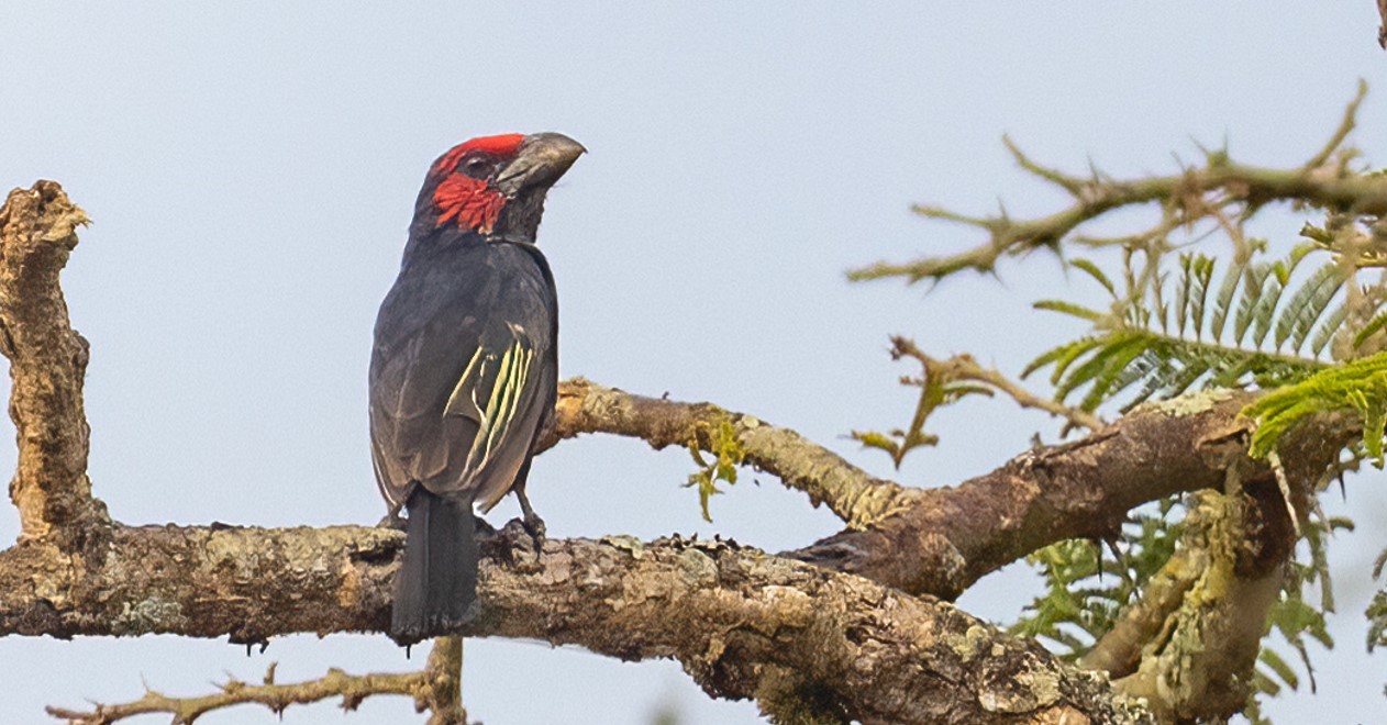 Quick Identification Tips and Field Marks for Ugandan Birds: Uganda is a birder’s dream country. Think lush wetlands, towering forests, and