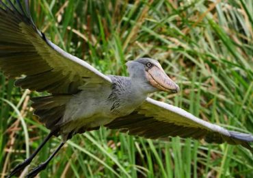 Rarities and Vagrants Observed in Uganda: Sudden Guests in Uganda’s Skies you might actually encounter. Uganda is famous for its lush lands