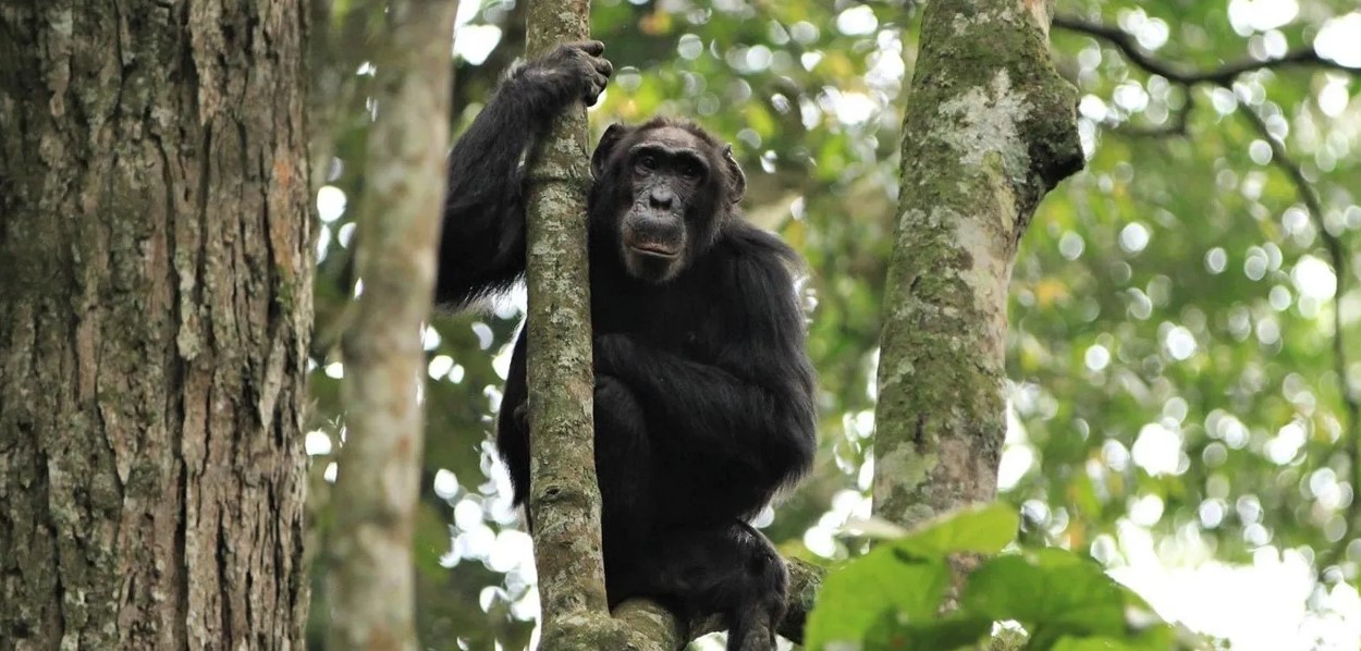 7-days Chimpanzee and Gorilla Safari in Uganda is a charming wildlife experience that enables you explore some of the most biodiverse regions
