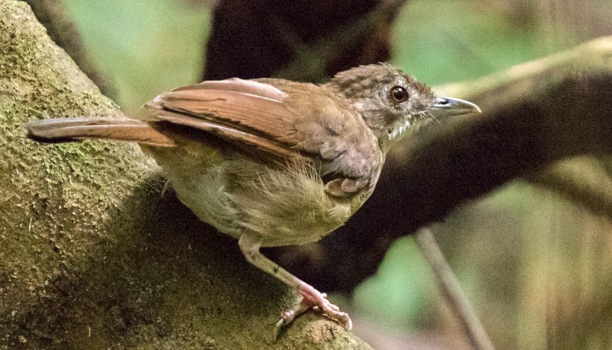The Endemic Puvel’s Illadopsis of Budongo Forest is a small, thick, brilliantly coloured babbler known to live in tropical rain forests