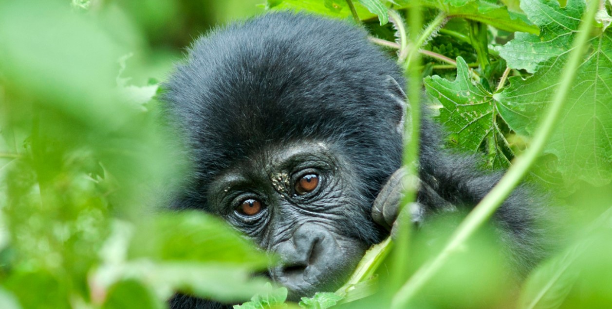 Activities to do in Bwindi Impenetrable National Park offers travellers a chance to discover and experience the magical wonders of the jungle