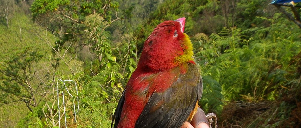 Crimsonwings of Uganda - Journeys Uganda!