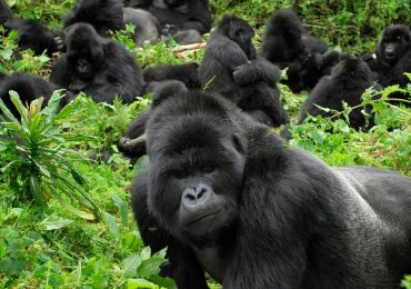 This 11-day Uganda Rwanda Safari with the guidance of Journeys Uganda, you will track gorillas in Rwanda and enjoy the wildlife and culture