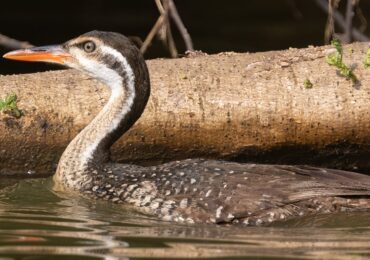 Exploring the Waterbirds of Uganda: Uganda’s wetlands aren’t just a waypoint on a safari itinerary—they’re quiet worlds where water, reeds,