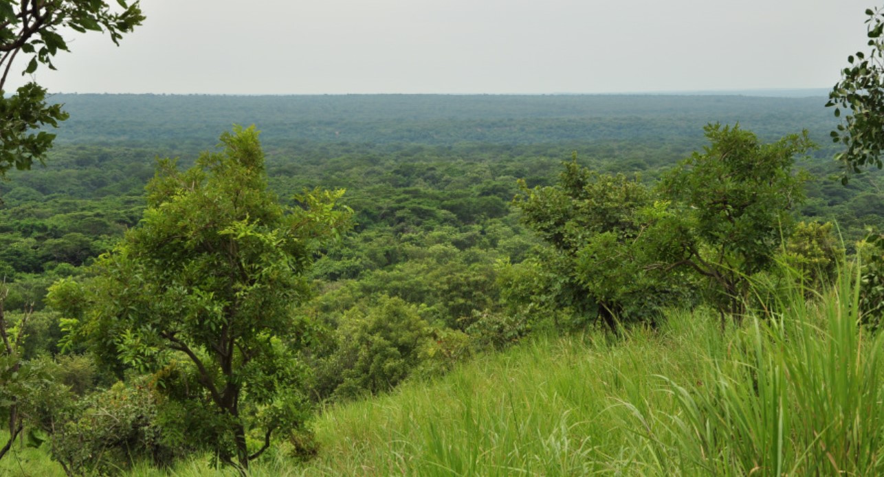 Budongo Forest Conservation Progress: Using research and conservation as a balancing act, Budongo Conservation Forest Station (BCFS),