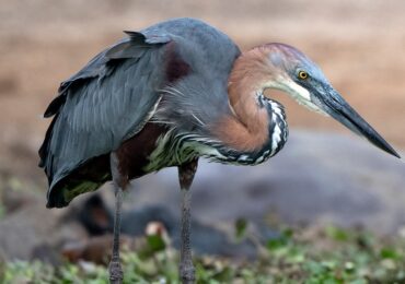 Uganda’s Riverine and Delta Birds along the Nile: Uganda’s rivers, especially the great River Nile and its tributaries, thread through the cou