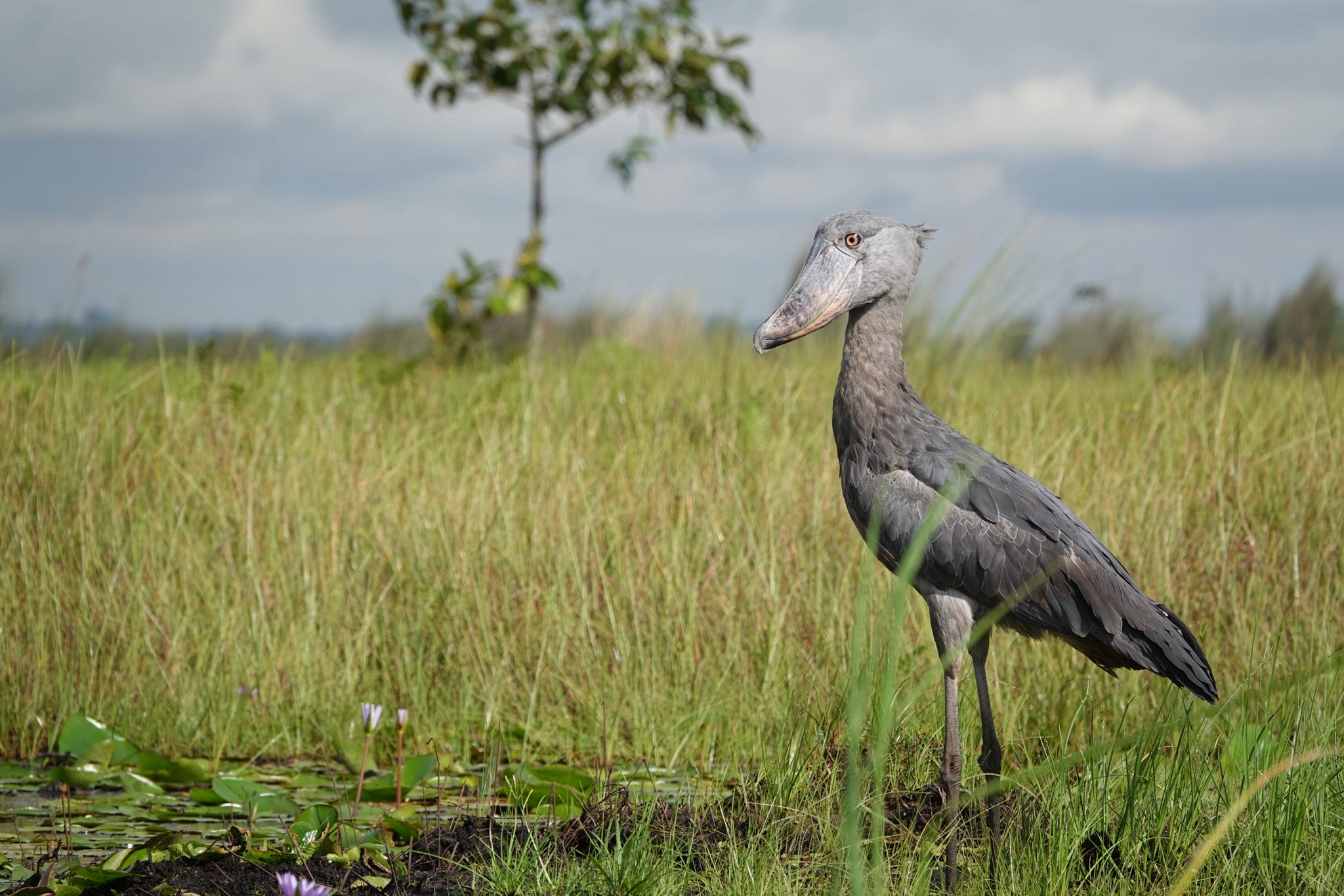 How to save on a birding safari in Uganda? it's advisable to do research, make analysis and compare the prices of tour operators