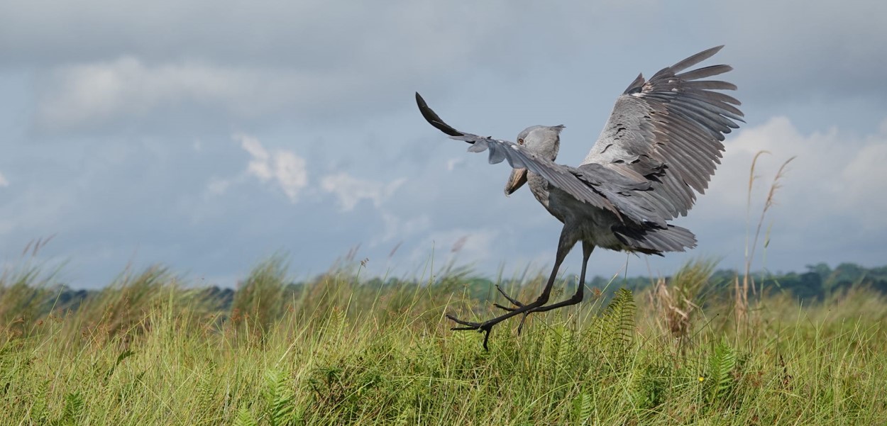 Birdwatching Day Trips in Uganda: This article describes day trips to Uganda’s most popular birding sites and Important Birding Areas