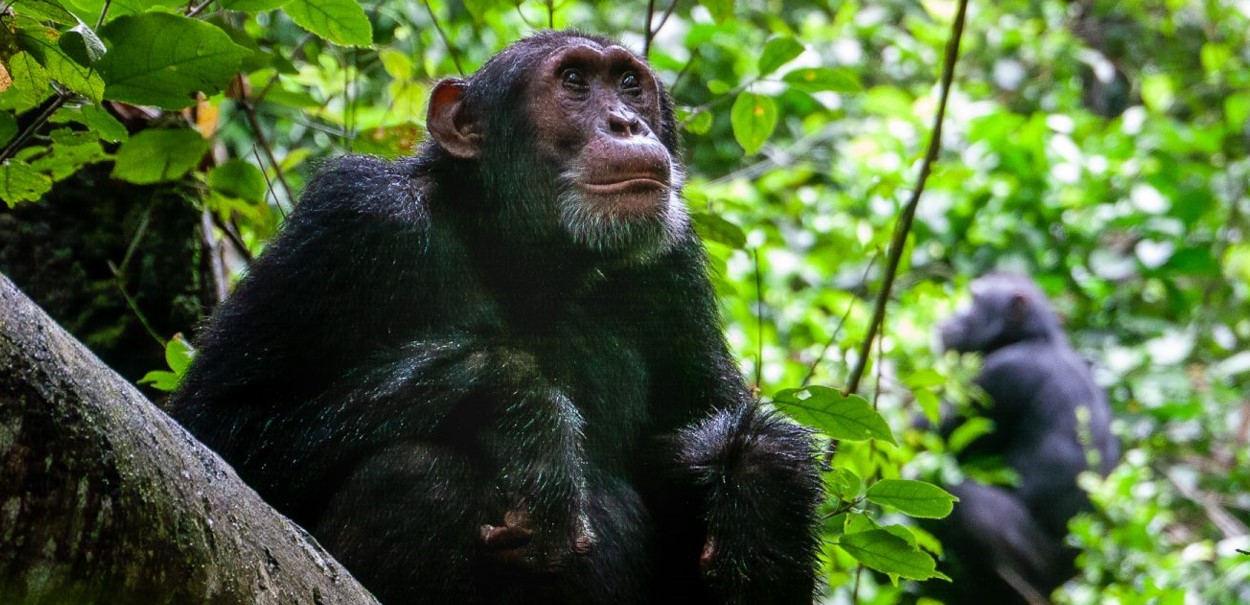 Chimpanzee tracking in Uganda provides a rare chance to see chimpanzees, our nearest living relatives, in their natural environment
