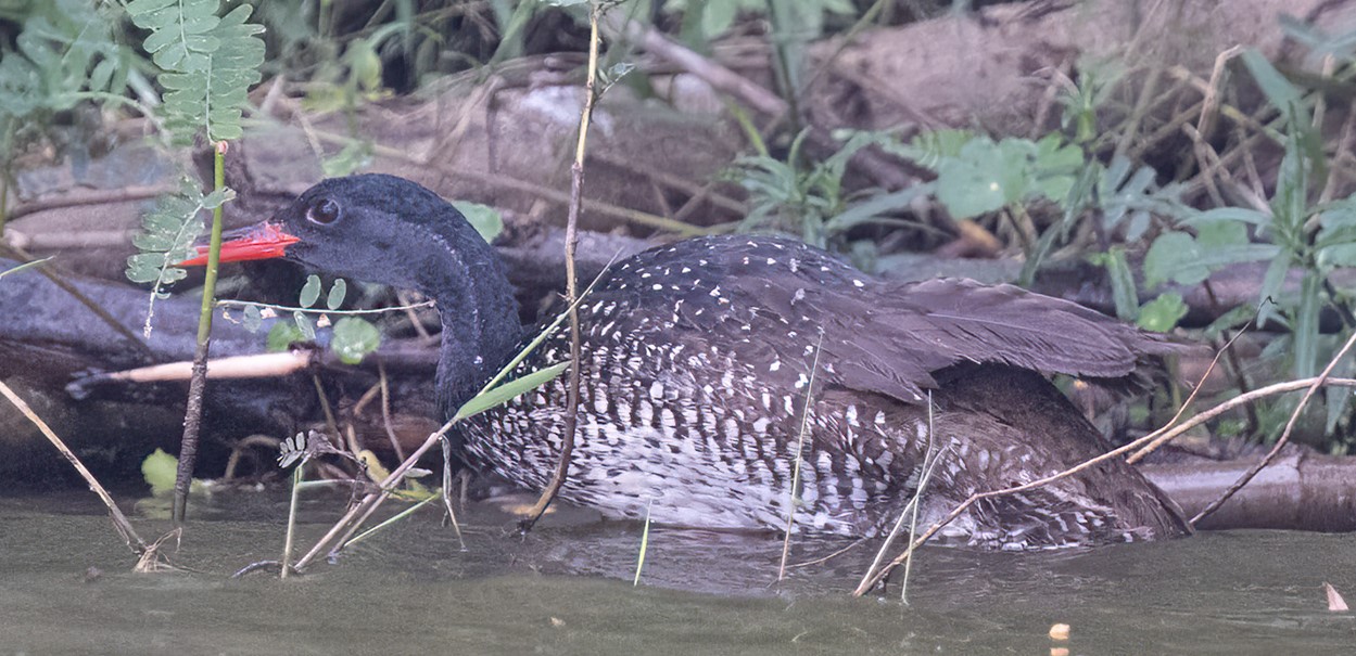 This 15-day Ultimate Uganda Birding Safari boasts several fantastic birding destinations. With 1,020 species or nearly half of all species