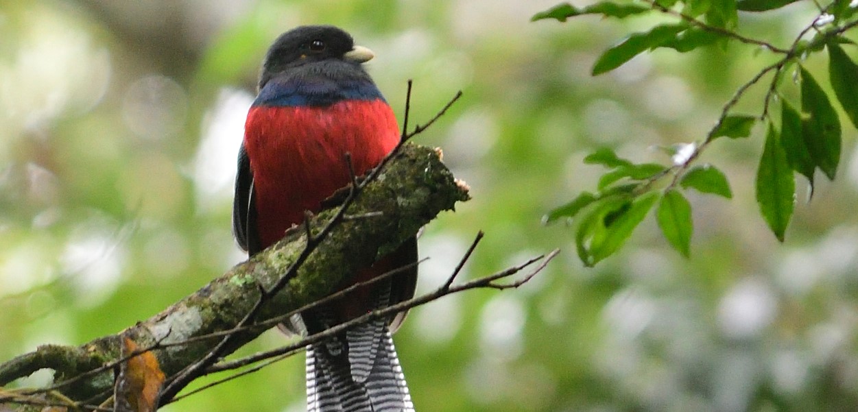 This 15-day Ultimate Uganda Birding Safari boasts several fantastic birding destinations. With 1,020 species or nearly half of all species