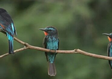 Uganda’s Birds and Their Clever Adaptations: If you’re backpacking, lodge-hopping, or simply wandering Uganda’s incredible corners, you’ll