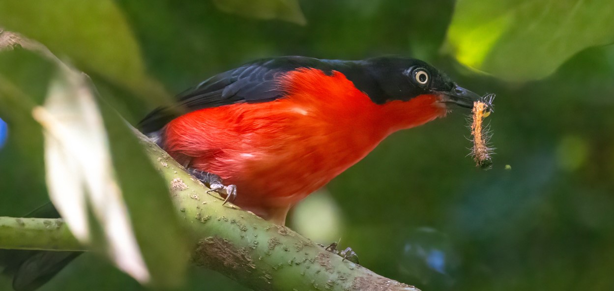 This 7-day Queen Elizabeth National Park Birding Safari takes you on an exclusive birding excursion in Queen Elizabeth National Park 