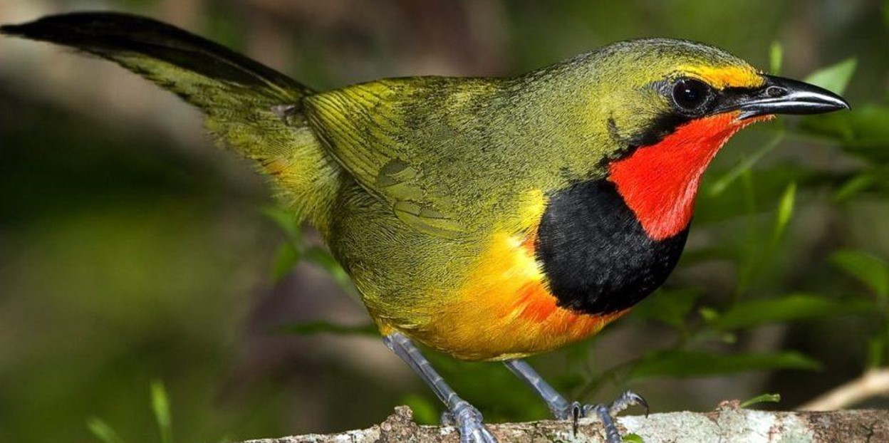 This 15-day Ultimate Uganda Birding Safari boasts several fantastic birding destinations. With 1,020 species or nearly half of all species