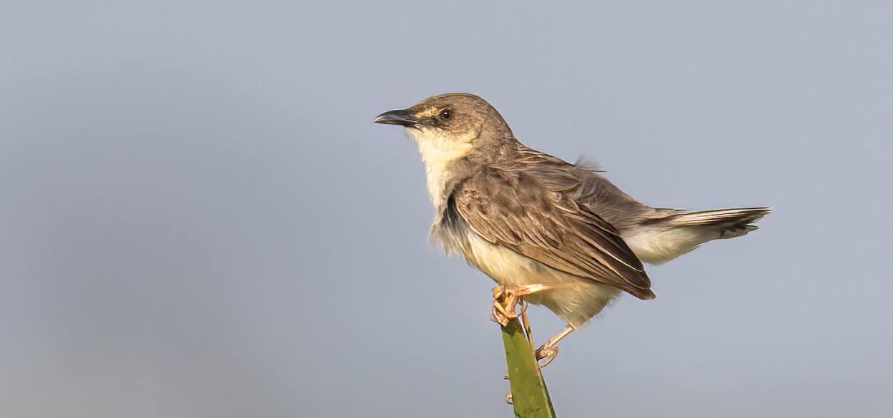 This 7-day Queen Elizabeth National Park Birding Safari takes you on an exclusive birding excursion in Queen Elizabeth National Park 