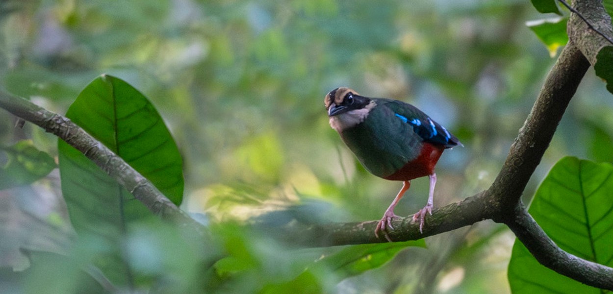 Elusive Green-breasted Pitta of Uganda: A rare treasure flits through the underbrush in Uganda's lush, green forests, its colourful plumage