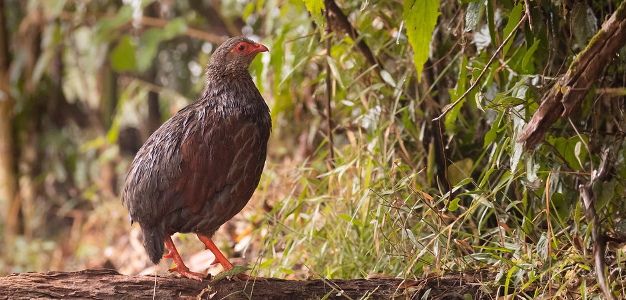 The striking Handsome Spurfowl in Uganda: With its remarkable look and secretive personality, the Handsome Spurfowl, scientifically known a