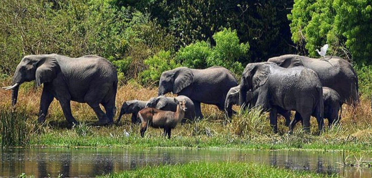 Wildlife Reserves in Uganda: Considering the beauty that nature has bestowed upon Uganda, the country is sometimes referred to as "the Pearl