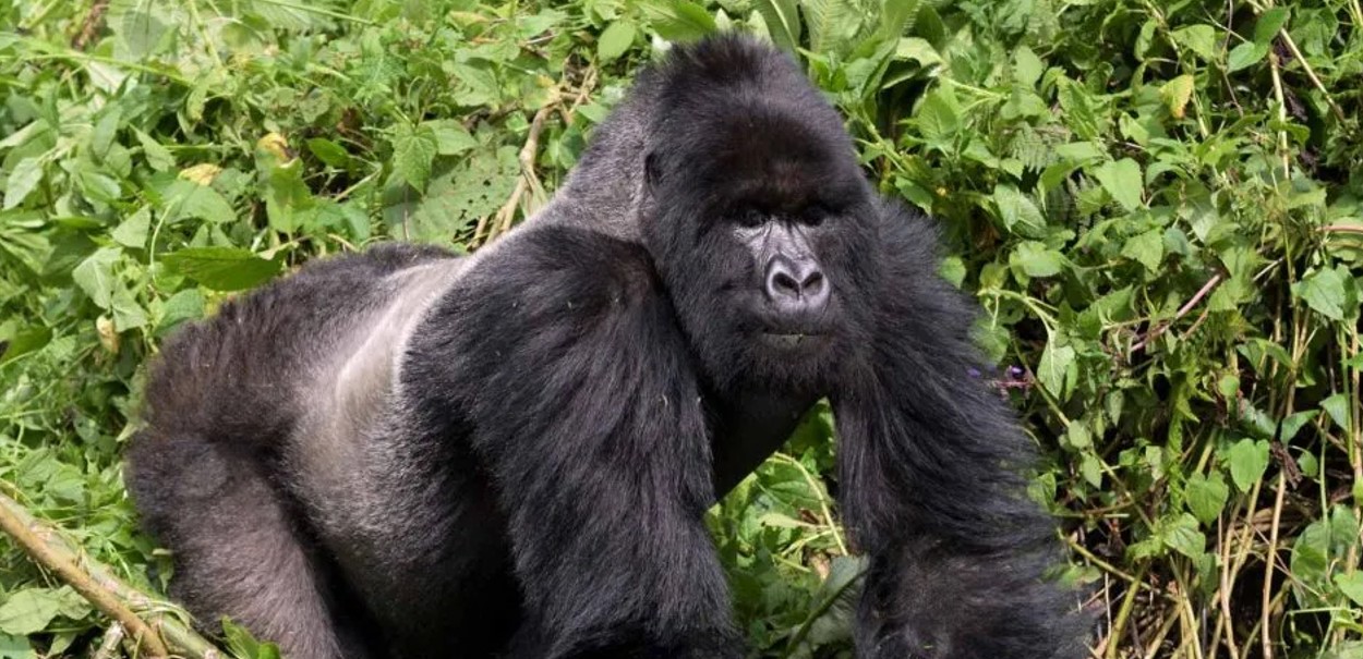 Interesting Facts about Gorillas- Journeys Uganda!