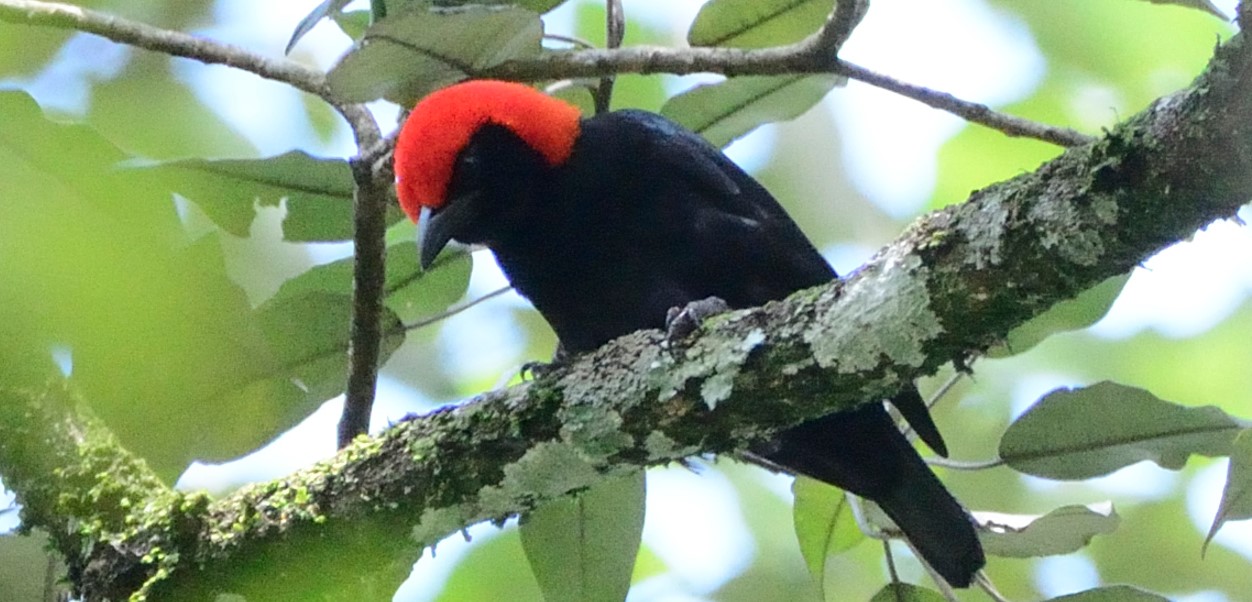 On this 15-day Western Uganda Birding Tour, savour the best of Uganda with Journeys Uganda. Once known as the "pearl of Africa," Uganda