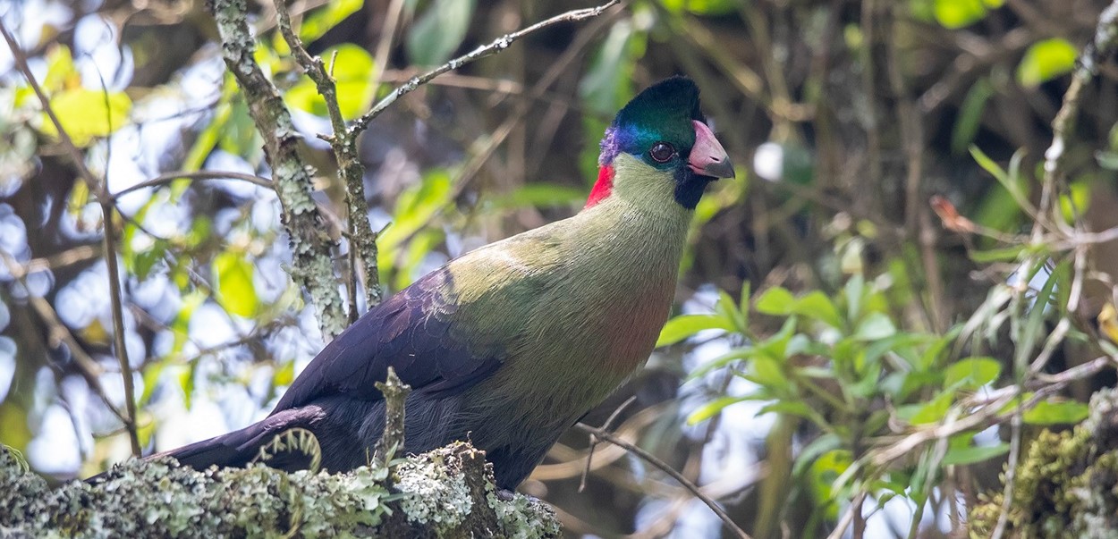 The vibrant Rwenzori Turaco of Uganda is a wonder to behold for both birdwatchers and nature lovers. This bird is as mysterious as the misty