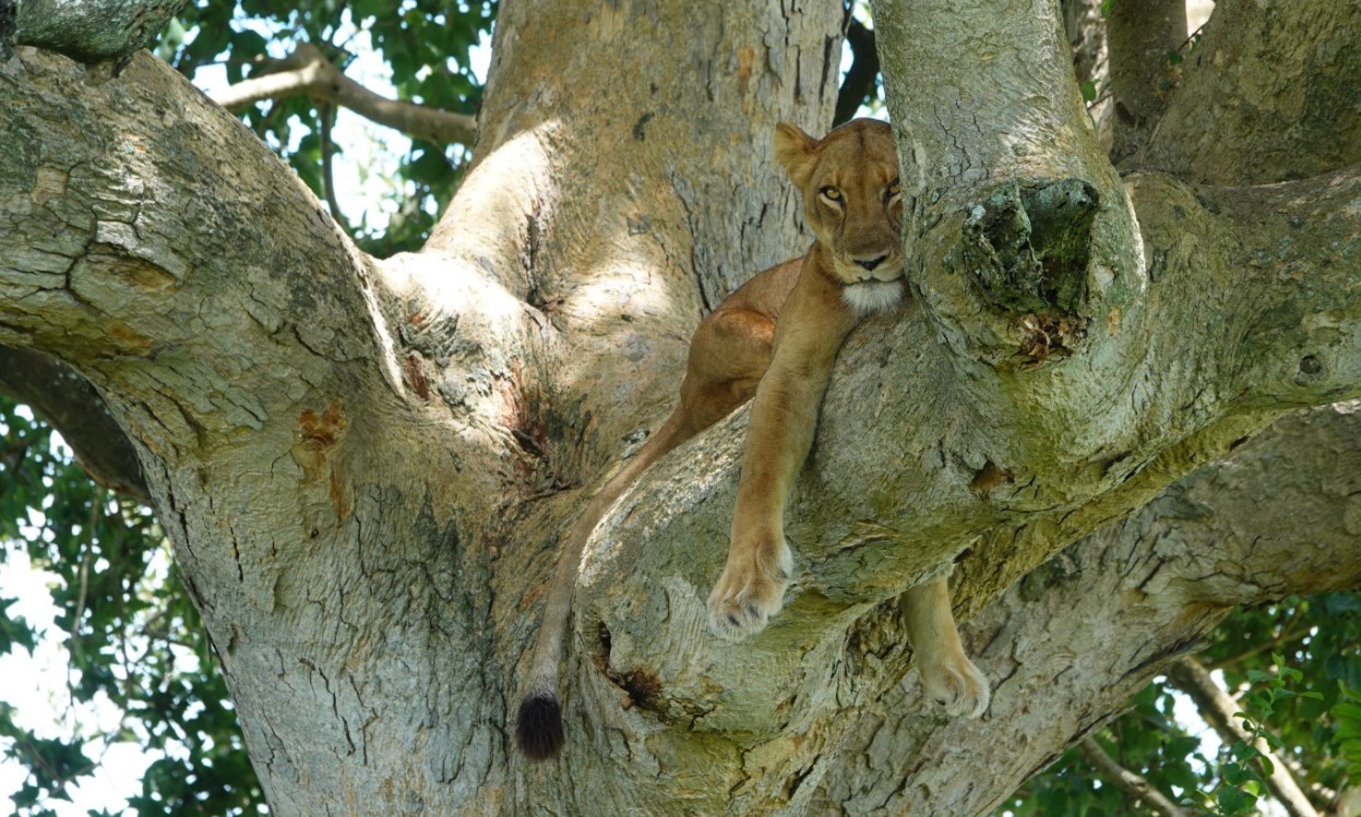 Top 5 Parks for First-Time Visitors to Uganda: If you’re dreaming of an unforgettable safari in East Africa, Uganda is a wonderful place 