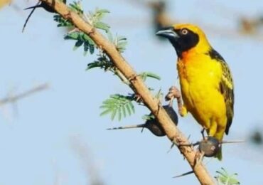 Endemic and Near-Endemic Bird Species in Uganda: Highland Specialities and the Storied Spark of Restricted Ranges. Why do endemics and near