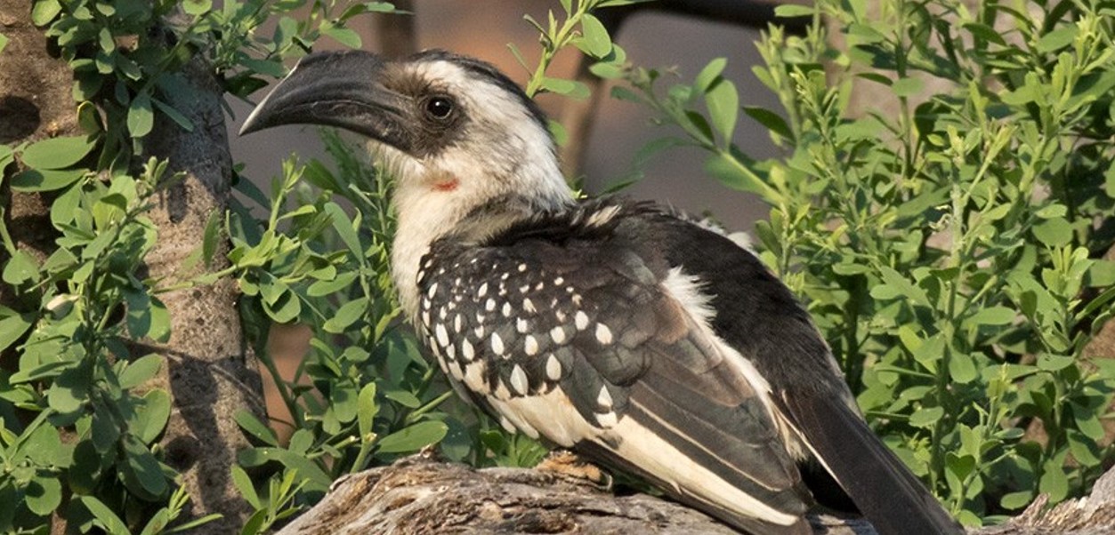 The Majestic Hornbills of Uganda: The country of Uganda, sometimes called the Pearl of Africa, is a birdwatcher's paradise. The hornbills,