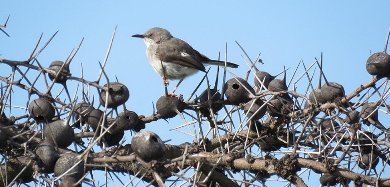 The Karamoja Apalis in Uganda: The Karamoja Apalis (Apalis karamojae) is a unique bird species that has drawn the interest of both bird