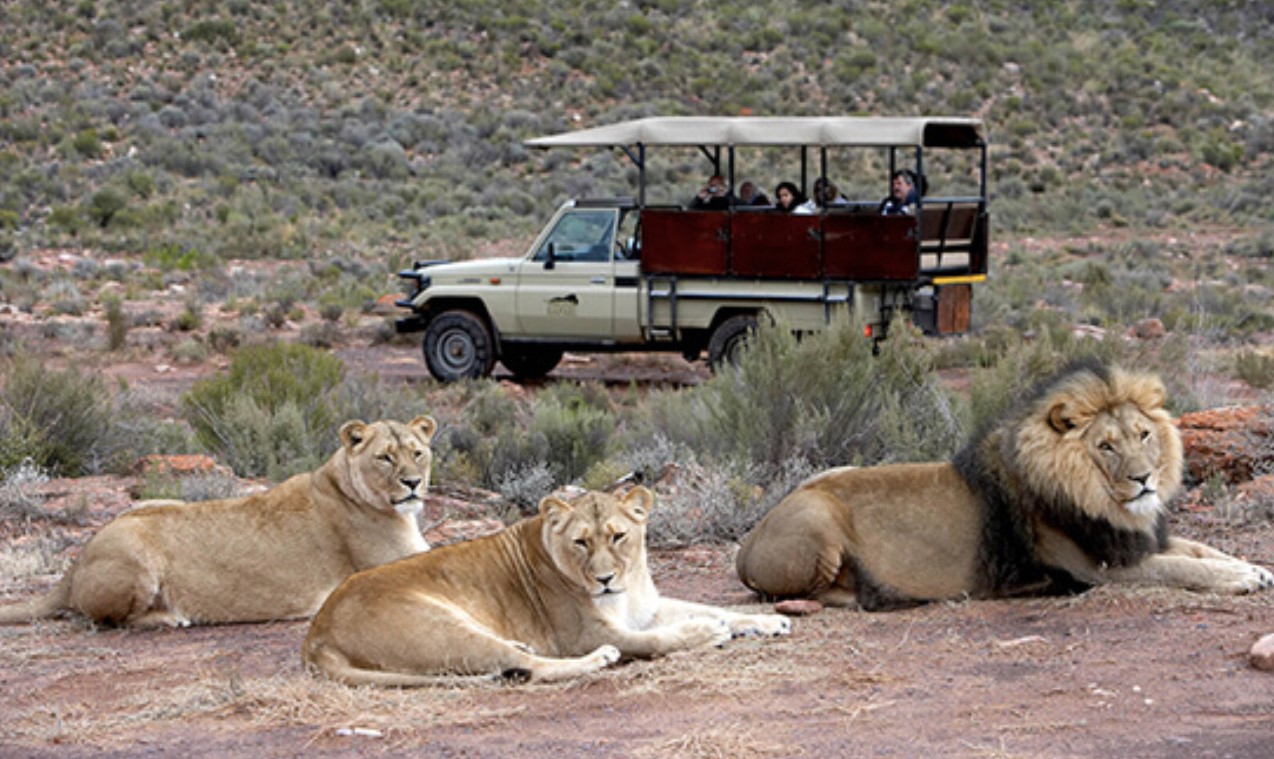 Big Five Safaris in Africa’s Wildest Destinations: These are most recognisable and sought-after wildlife species for safari enthusiasts