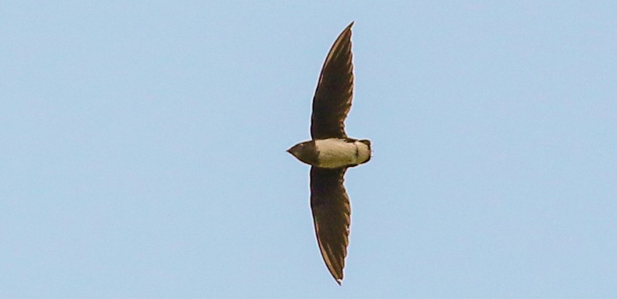 Cassin's and Sabine's Spinetails in Uganda: Uganda, sometimes called the Pearl of Africa, is a naturalist's and birdwatcher's paradise.