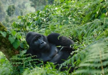 Exploring Uganda in its Shoulder months: The sweet spot for Wildlife, Weather, and Budget-Friendly Travel. If you’re dreaming of Uganda