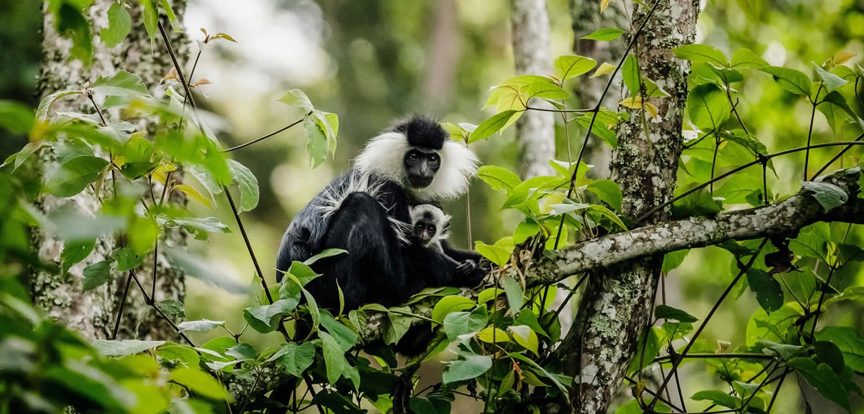 Tourist Activities in Nyungwe Forest National Park: Rwanda's Nyungwe Forest National Park is a remarkable natural gem, hidden in the continent