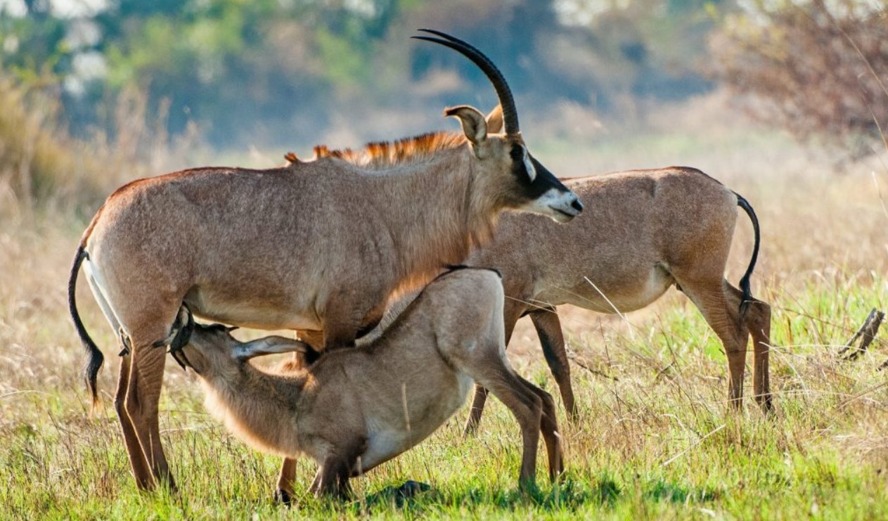 What is the Best Time to Visit Ruma National Park? Due to its magnificent wildlife, distinctive landscapes, and the overall natural beauty