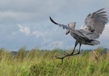 Uganda’s Iconic Mega Bird Species: Hey there, fellow birder and traveller. Uganda is your playground for big, unforgettable birds. From the