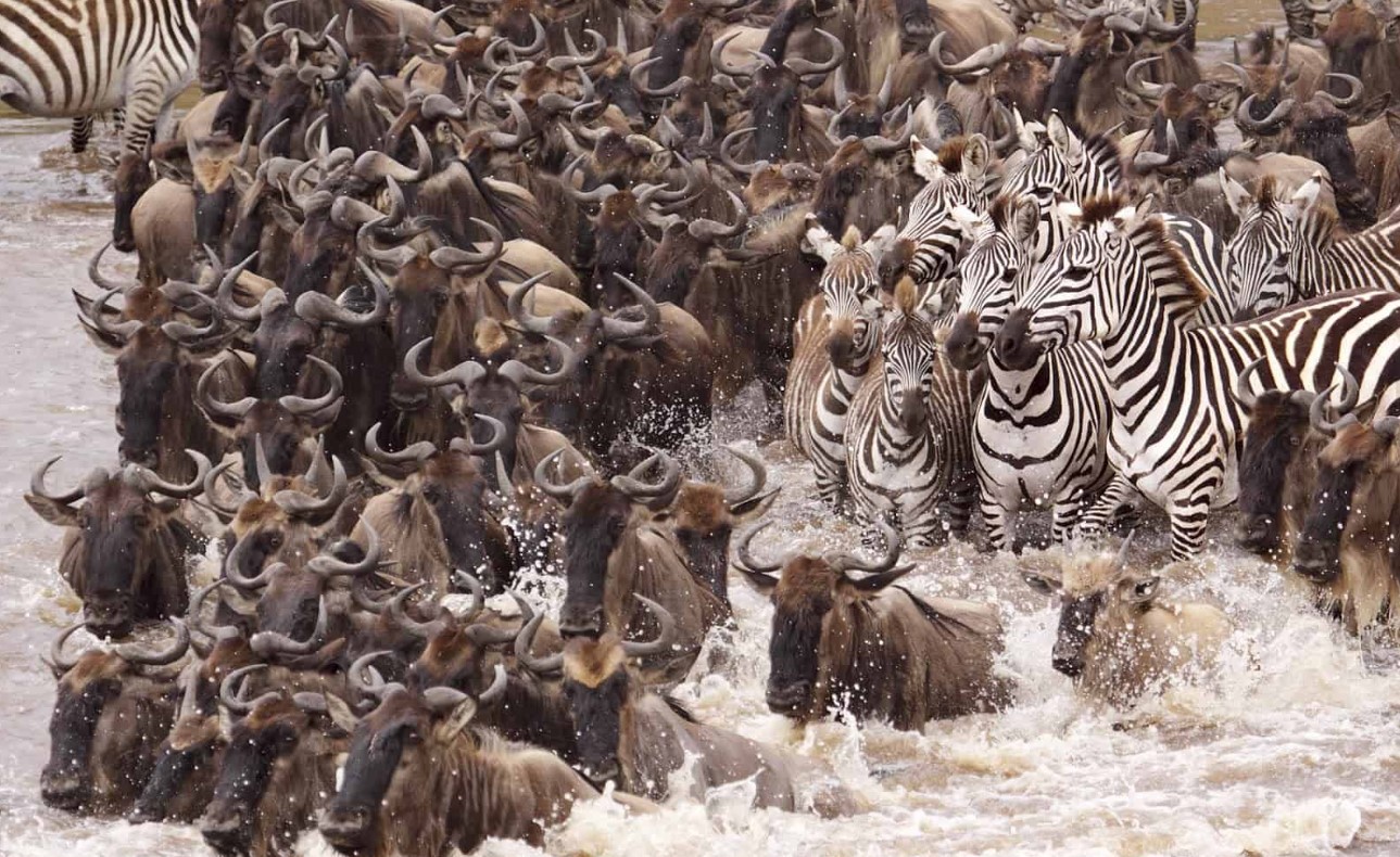 The Great Wildebeest Migration stretches across the Arusha Serengeti plains; nearly two million animals migrate at once during the Great