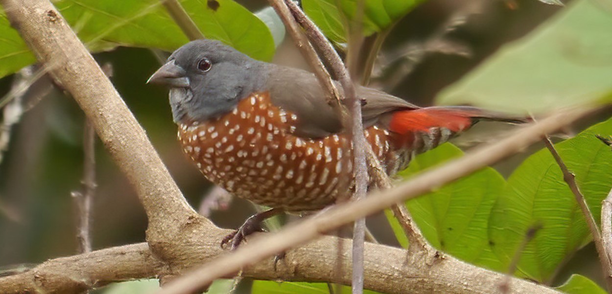 The Brown Twin Spot in Uganda: A multitude of bird species may be found in Uganda, which is well-known for its vast biodiversity and draws