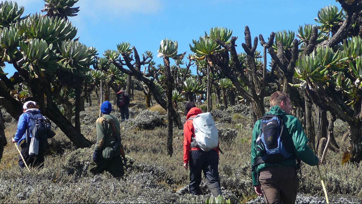 This 5-Day Mountain Elgon Climbing Adventure is an exhilarating and thrilling hike that takes you to one of the oldest volcanic mountains