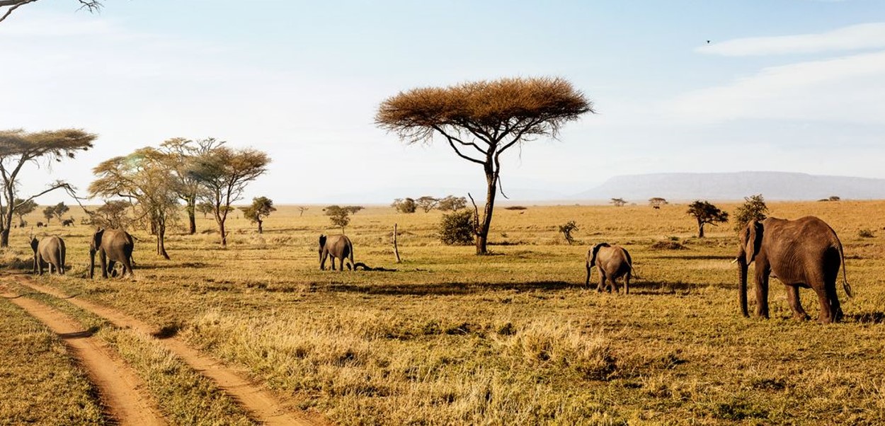Game Drives in Serengeti National Park: With its name that evokes visions of expansive savannahs, thundering hooves, and a vibrant
