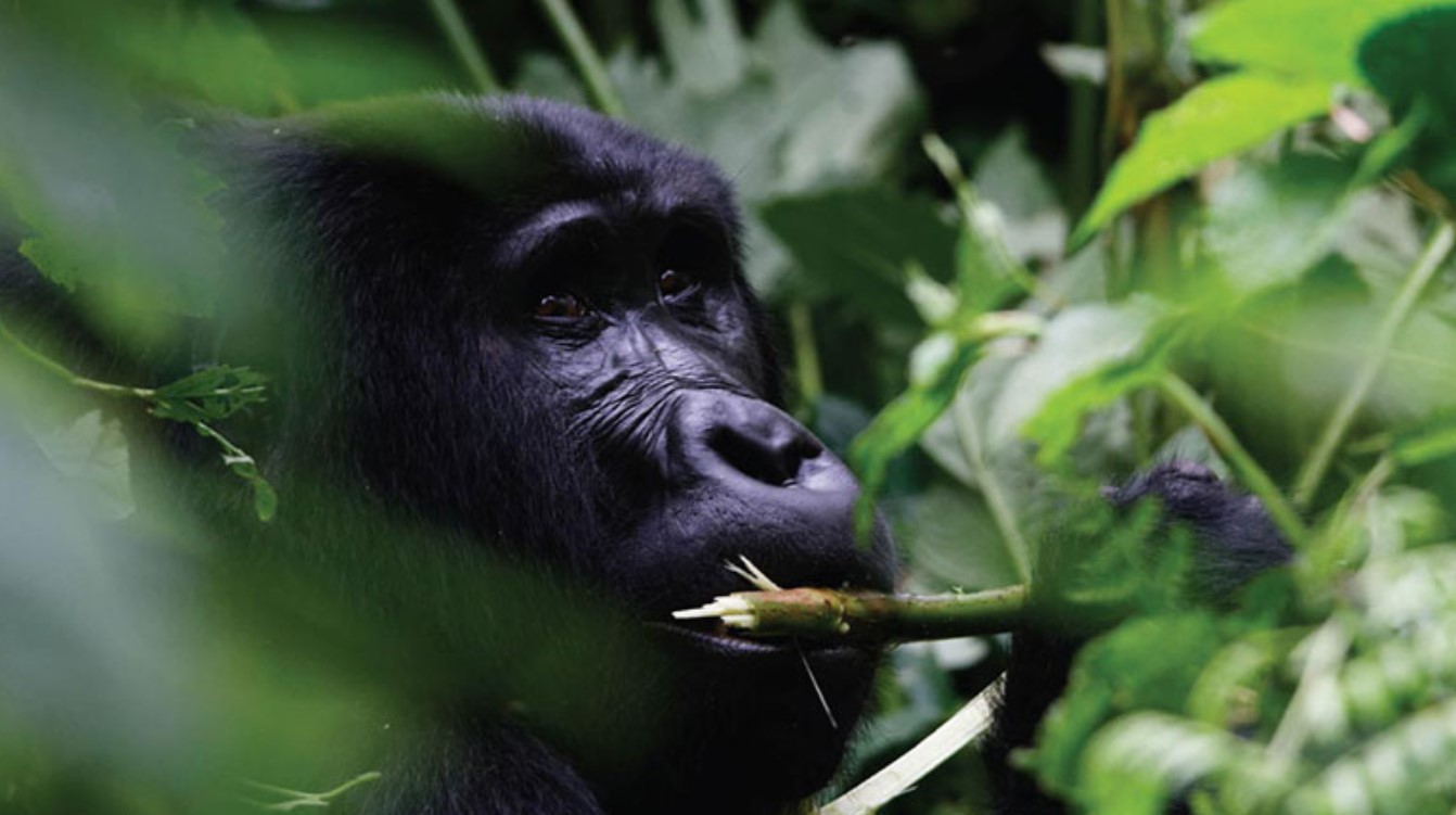 A Comprehensive Guide to Gorilla Permits: These are passes that tourists must obtain in advance in order to track the endangered gorillas
