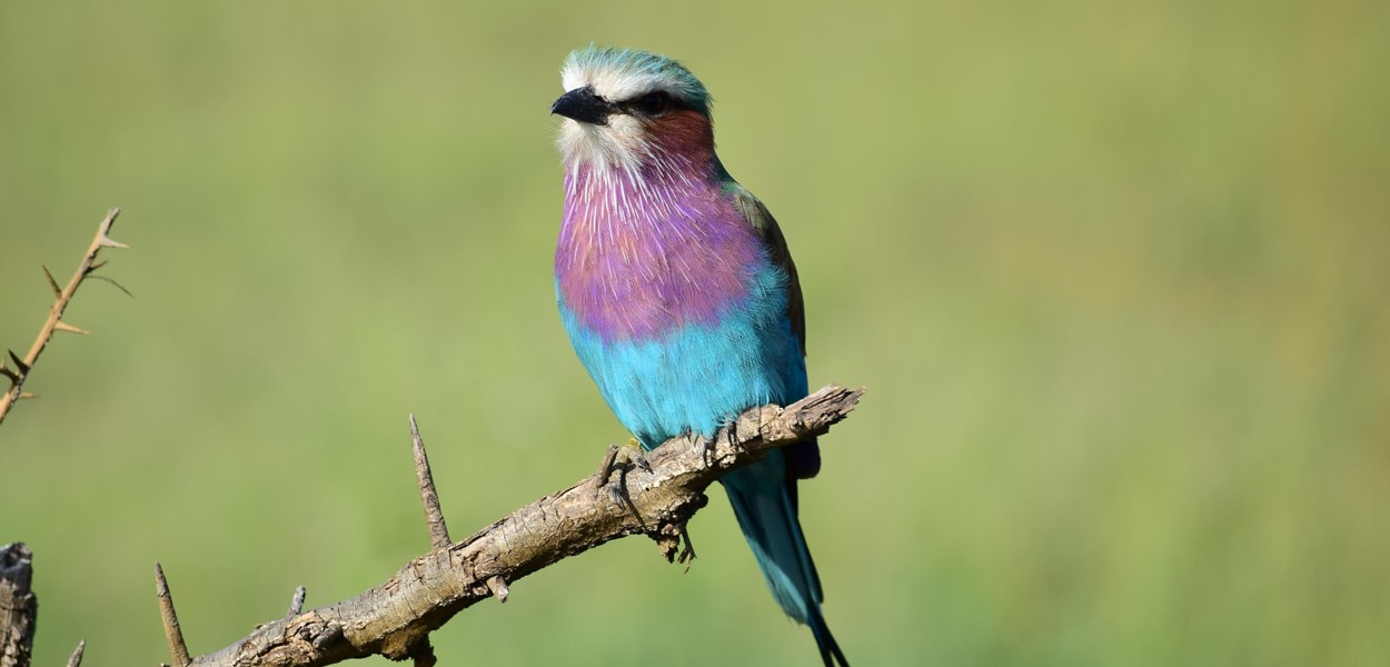 Birding in Serengeti National Park: A UNESCO World Heritage Site, Serengeti National Park is well-known for its untamed grasslands and