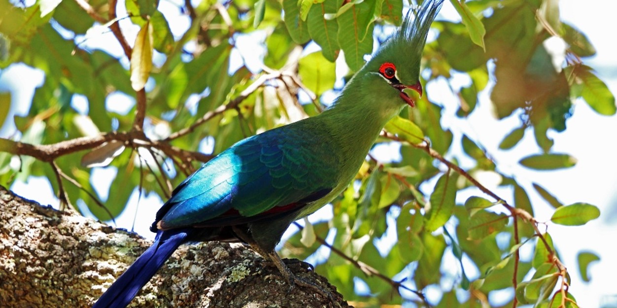 Birding in Serengeti National Park: A UNESCO World Heritage Site, Serengeti National Park is well-known for its untamed grasslands and