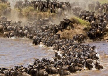 The Great Migration in Masai Mara National Reserve: One of the most famous wildlife locations in the world is the Masai Mara National Reserve,