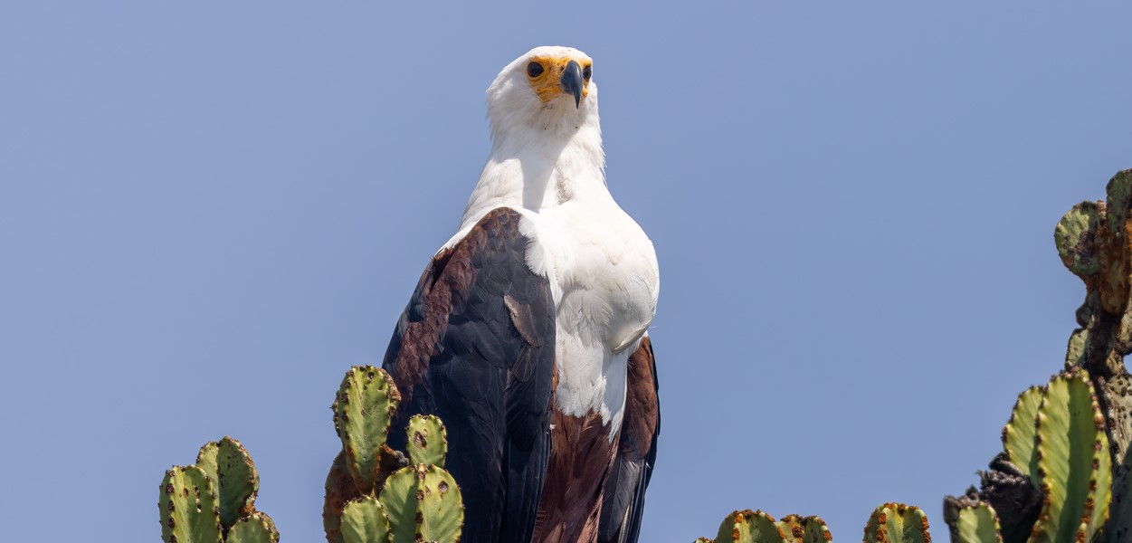 Top Birding Destinations in Uganda: Known as the "Pearl of Africa," Uganda is well-known for its stunning scenery, rich cultural legacy, and