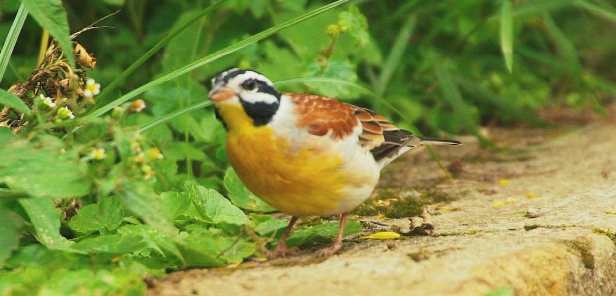 The African Golden-Breasted Bunting in Uganda: Considered the "Pearl of Africa," Uganda is well-known for its breathtaking landscapes, varied